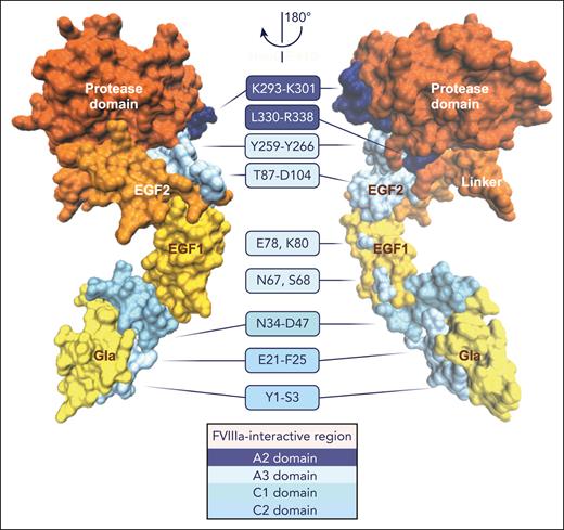 FVIIIa-interactive regions in FIXa. Structural model of FIXa34 in which the putative regions interact with the FVIIIa A2 domain (dark blue), A3 domain (pale cyan), C1 domain (cyan), or C2 domain (light blue) are indicated. FIXa is shown in 2 orientations rotated 180° along the y-axis, and the individual FIXa domains are denoted. A detailed overview of the FIXa and FVIIIa regions is provided in Table 2. The figure was created with VMD 1.9.3. and BioRender.com.