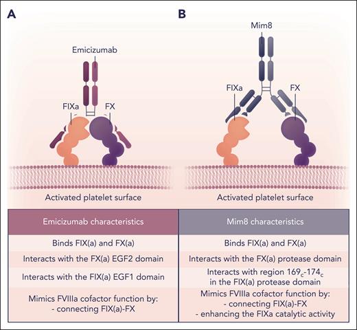 Mode of action of FVIIIa-mimetics emicizumab and Mim8. Schematic representation and comparison of the mode of action of the bispecific antibodies emicizumab (A) and Mim8 (B) that, in part, mimic the FVIIIa cofactor function on negatively charged phospholipid surfaces such as that of activated platelets. (A) Emicizumab interacts with the FIX(a) EGF1 and FX(a) EGF2 domains, thereby bringing FIX(a) and its substrate in close proximity, facilitating FIXa-mediated FX activation. (B) Mim8 specifically binds to the FIX(a) serine protease domain Leu337-Thr343 (Leu169c-Thr174c) and the FX(a) serine protease and EGF2 domains. In addition to localizing FIX(a) and FX close to each other on the membrane surface, Mim8 conformationally activates FIXa catalytic activity directly in a manner similar to FVIIIa. Professional illustration by Somersault18:24.