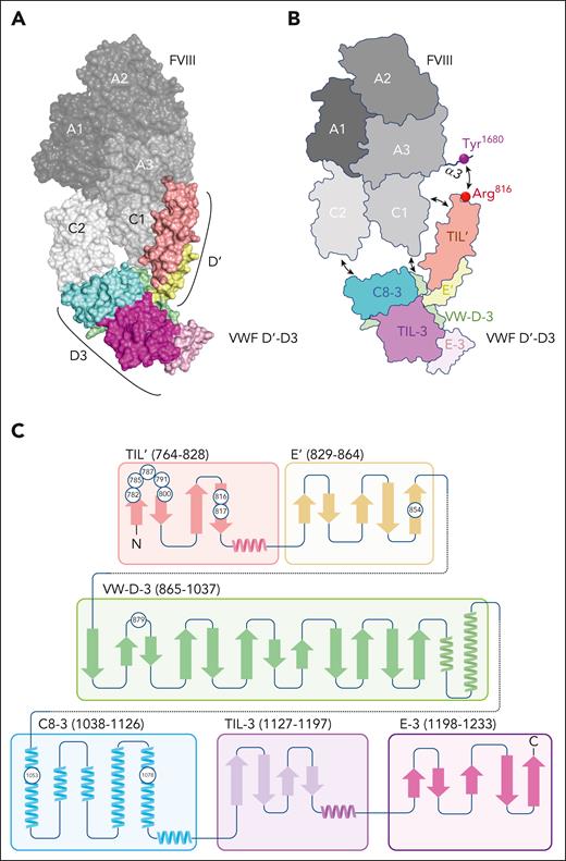 Structure of the D’D3/FVIII complex. (A) Three-dimensional representation of the VWF D’D3/FVIII complex derived from PDB-deposit 7KWO.25 Figure was generated using PyMOL software. (B) Cartoon impression of the complex, highlighting VWF D’D3 subdomains. Principal interaction interfaces are indicated by arrows. The direct interaction between sulfated FVIII-residue Tyr1680 and VWF D’-residue Arg816 is shown as well. (C) Two-dimensional representation of the D’D3 subdomains. Circles indicate positions of residues where mutations have been associated with reduced FVIII binding in patients with von Willebrand disease-type 2N. Figure panel B adapted from Fuller et al.25
