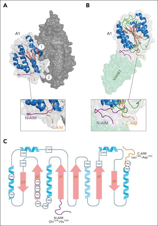 Structure of the A1/GpIbα complex. (A) Three-dimensional representation of the VWF A1 domain/GpIbα complex derived from PDB-deposit 1M1O.32 N- and C-terminal flanking peptide (N-AIM and C-AIM) are colored in purple and orange, respectively; 1 and 2 refer to interactive sites 1 and 2, respectively. Figure was generated using PyMOL software. (B) Three-dimensional representation of the A1 domain in complex with VHH81 (a sequence identical analog of caplacizumab; pale green) derived from PDB-deposit 7A6O.33 VHH81/caplacizumab stabilizes the conformation of the N-AIM/C-AIM interaction, thereby preventing binding of GpIbα to interactive site 2. Figure was generated using PyMOL software. (C) Two-dimensional representation of the A1 domain. Circles indicate positions of residues where mutations have been associated with increased GpIbα binding in patients with von Willebrand disease-type 2B. Squares indicate positions of residues where mutations have been associated with reduced GpIbα binding in patients with von Willebrand disease-type 2M. Note, in the 3-dimensional space, the N- and C-terminal ends of the A1 domain are in close vicinity via a disulfide bridge between Cys1272 and Cys1458.