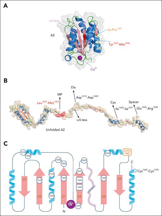 Structure of the A2 domain. (A) Three-dimensional representation of the VWF A2 domain derived from PDB-deposit 3ZQK.51 The Tyr1605-Met1606 scissile bond is in red, the α4-less loop in violet, the unique Ca2+-ion is in purple, and cis-Pro1645 is in orange. Figure was generated using PyMOL software. (B) Cartoon impression the A2 domain in its unfolded conformation. Once unfolded, the A2 domain exposes several interactive sites for ADAMTS13, allowing the Tyr1605-Met1606 scissile bond to be hydrolyzed by the ADAMTS13 metalloprotease domain (MP). Other interactive sites involve the α4-less loop residues Asp1614-Asp1622 interacting with the disintegrin domain (Dis), the α5-helix/β6-sheet region Ile1642-Ile1651 binding to the cysteine-rich domain (Cys), and the α6-helix residues Glu1660-Arg1668 associating to the spacer domain of ADAMTS13. (C) Two-dimensional representation of the A2 domain including the Ca2+ binding site and the vicinal disulfide bridge, both being unique to the A2 domain. The Tyr1605-Met1606 scissile bond is located in the middle of the β4-strand. Circles indicate positions of residues where mutations have been associated with increased ADAMTS13-mediated degradation in patients with group 2 von Willebrand disease-type 2A. In contrast to the A1 and A3 domains, the A2 domain lacks a disulfide bridge that connects the N- and C-termini of this domain.
