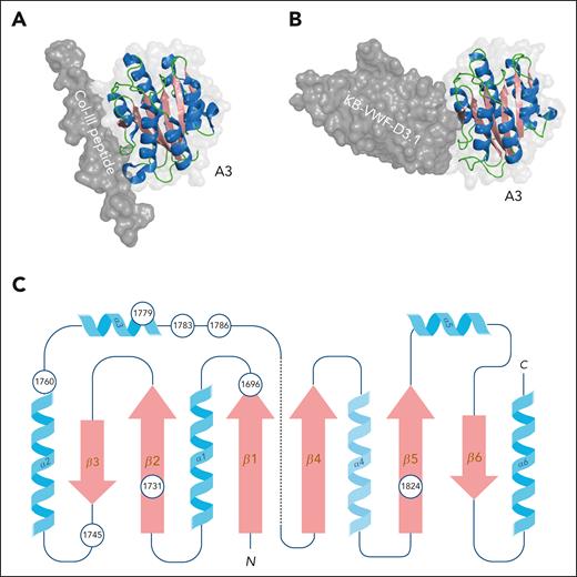Structure of the A3 domain/collagen complex. (A) Three-dimensional representation of the VWF A3 domain in complex with a collagen III triple-helical peptide derived from PDB-deposit 4DMU.69 Figure was generated using PyMOL software. (B) Three-dimensional representation of nanobody KB-VWF-D3.1 docked onto the A3 domain.70 The nanobody’s binding site overlaps the interactive surface involved in collagen binding. Figure was generated using PyMOL software. (C) Two-dimensional representation of the A3 domain. Circles indicate positions of residues where mutations have been associated with reduced collagen binding in patients with von Willebrand disease-type 2M. Note, in the 3-dimensional space, the N- and C-terminal ends of the A3 domain are in close vicinity via a disulfide bridge between Cys1686 and Cys1872.