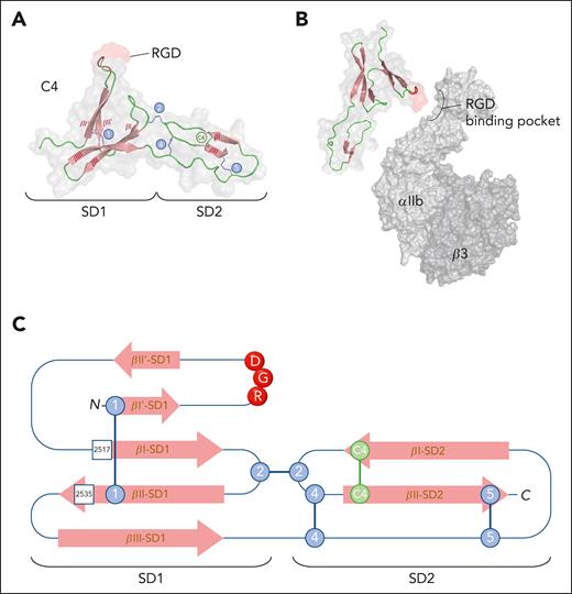 Structure of the C4 domain. (A) Three-dimensional representation of the VWF C4 domain derived from PDB-deposit 6FWN.83 The RGD motif is highlighted in red. SD1 and SD2 represent subdomains 1 and 2, respectively. Conserved disulfide bridges (1, 2, 3, and 5) are indicated in blue, and the C4-specific disulfide bridge (C4) is in green. Figure was generated using PyMOL software. (B) Provisional alignment (not at scale) of the RGD motif within the C4 domain (PDB-deposit 6FWN) with the RGD-binding pocket of αIIbβ3 (PDB-deposit 3ZDX). Figure was generated using PyMOL software. (C) Two-dimensional representation of the C4 domain. SD1 and SD2 refer to subdomains 1 and 2, respectively. Blue circles indicate disulfide bridges conserved among VWC domains, whereas green circles represent the disulfide bridge that is unique to the C4 domain. RGD motif is indicated with red circles. Squares indicate positions of residues where mutations have been associated with reduced αIIbβ3 binding in patients with von Willebrand disease-type 2M.
