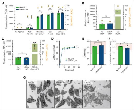 PO-mRNA-LNP transfected platelets respond appropriately to agonists, are coagulable, and have normal morphology. (A) Platelet activation without agonist or after stimulation by ADP, thrombin, CaI, or CRP-XL measured by the MFI (bars, left y-axis) and percentage platelet activation (yellow circles, right y-axis) of surface CD62P. (B) Quantification of MFI (bars, left y-axis) and the percentage of platelets (yellow circles, right y-axis) positive for annexin V. (C) Quantification of MFI (bars, left y-axis) and percentage of platelets (yellow circles, right y-axis) positive for PAC-1. (D) Representative ROTEM curves, with clotting initiated by thromboplastin. (E and F) Quantification of ROTEM clot time (E) and maximum clot firmness (F). The red shaded region is the clinically accepted reference ranges for each parameter.40 Platelets were transfected at a supraphysiological concentration of 800 × 106 mL−1. (G) Transmission electron micrographs of platelets without LNP (No LNP), treated with PO-mRNA-LNP, or activated with 5 μg mL−1 CRP-XL. The scale bar indicates 500 nm. Platelets were transfected at a concentration of 250 × 106 mL−1. P values were determined by the 2-way analysis of variance (ANOVA), the 1-way ANOVA, or the unpaired Student t-test (2-tailed). Values are reported as mean ± standard error of the mean. n = 3. Ns, not significant.