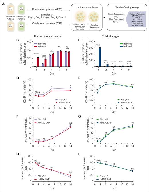 PO-mRNA-LNP transfection is compatible with platelet storage in that it does not adversely affect platelet quality. (A) Schematic describing platelet transfection, storage, and platelet quality assays performed. (B-C) Baseline and induced NanoLuc expression in room temperature stored platelets (RTP) (B) and cold-stored platelets (CSP) (C) transfected with PO-mRNA-LNP on day 1 (D1) and stored at 800 × 106 platelets mL−1 in PAS70:30. (D-E) Percentage of CD62P-positive RTP (D) and CSP (E). (F-G) Percentage of annexin V–positive RTP (F) and CSP (G). (H-I) Quantification of ROTEM maximum clot firmness with clotting initiated by thromboplastin in RTP (H) and CSP (I). P values were determined by the unpaired Student t-test (2-tailed). Values are reported as mean ± standard error of the mean. ∗P < .05; ∗∗∗P < .001; ∗∗∗∗P < .0001. n = 3. Ns, not significant.