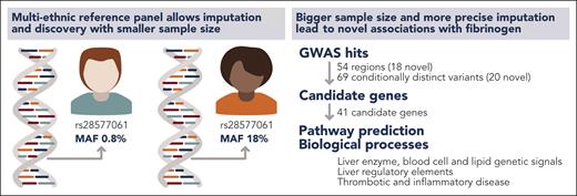 The availability of multiethnic reference panels allows identification of sequence variants with varying MAFs among ethnicities. In turn, smaller sample sizes are needed to identify associations in ethnicities with a higher MAF. Huffman et al benefited from a multiethnic reference panel to improve imputation and identify novel loci, candidate genes, and biological processes related to fibrinogen. Professional illustration by Somersault18:24.