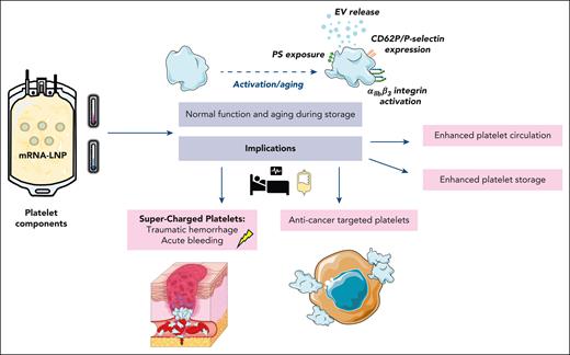 Possible clinical implications for use of lipid nanoparticles for genetic engineering of platelets compatible with blood bank storage conditions. EV, extracellular vesicles; PS, phosphatidylserine. Illustration prepared using Servier Medical Art. Servier Medical Art by Servier is licensed under a Creative Commons Attribution 4.0 Unported License (https://creativecommons.org/licenses/by/4.0).