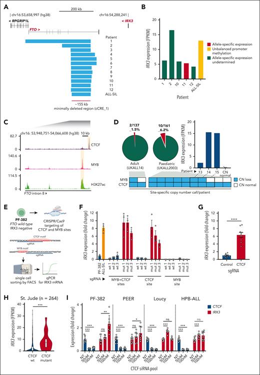 Recurrent deletions of FTO intron 8 in patients with T-ALL impinge on a CTCF-binding site. (A) Focal heterozygous deletions identified in T-ALL genomes at FTO; 12 originate from primary patient samples and 1 from the ALL-SIL T-ALL cell line. Deletions identified in patient samples are from multiple cohorts including St. Jude (n = 264), UKALL2003 (n = 148), and ICGZ Poznan (n = 63). (B) IRX3 expression (FPKM) by RNA-seq from matched primary patient samples and the ALL-SIL T-ALL cell line harboring FTO intron 8 deletions. Allele-specific expression identified in patient 11 was determined by St. Jude’s previous analyses, and unbalanced promoter methylation for the ALL-SIL cell line was ascertained by analysis of the Cancer Cell Line Encyclopedia Promoter Methylation data set. (C) ChIP-seq for CTCF (NCBI GEO accession #GSE68976), MYB, and H3K27ac (NCBI GEO accession #GSE76783) in the Jurkat T-ALL cell line centered on the minimally deleted region within FTO intron 8. (D) Pie charts showing the frequency of FTO intron 8 deletions determined by digital droplet PCR in adult (n = 137) and pediatric T-ALL cohorts (n = 161). Stacked boxes summarize CTCF or MYB site-specific copy number calls for each patient identified with FTO intron 8 deletions and a bar chart showing IRX3 expression (FPKM) is shown for patient samples where matched RNA was available for sequencing. Matched IRX3 expression by RNA-seq for samples that exhibited normal copy number (n = 9, UKALL14 cohort) are also plotted. (E) Experimental outline for CRISPR/Cas9-mediated disruption of FTO intron 8 CTCF and MYB sites in the PF-382- (FTOwt) and IRX3-negative (FPKM <1) T-ALL cell line. (F) Bar chart showing IRX3 expression determined by quantitative PCR (qPCR) for PF-382 (FTOwt) and ALL-SIL (FTOint8del) T-ALL cell lines and unedited (wt) and edited (mut) clones. Data presented are 3 technical replicates ± standard deviation for each biological sample. (G) Bar chart showing IRX3 expression determined by qPCR for PF-382 polyclonal edited cells after CRISPR/Cas9-mediated disruption of the FTO intron 8 CTCF site. Technical replicates from 3 independent experiments are shown. P < .0001 from a 2-tailed t test. (H) Violin plot showing IRX3 expression (FPKM) of primary T-ALL samples with (n = 16) and without (n = 248) CTCF mutations from the St. Jude T-ALL cohort. P = .0007 from 2-tailed t test. (I) Bar chart showing CTCF and IRX3 expression by qPCR after CTCF knockdown in PF-382, PEER, Loucy, and HPB-ALL T-ALL cell lines. Final CTCF small interfering RNA (siRNA) pool concentrations used are shown on the x-axis, where NT is a negative control nontargeting siRNA pool. Technical replicates from 2 independent experiments are shown. Statistical comparisons were made to NT groups by a 2-tailed t test where ∗P < .05; ∗∗P < .01; ∗∗∗P < .001; and ns, not significant. mut, mutant; sgRNA, single guide RNA; wt, wild-type.