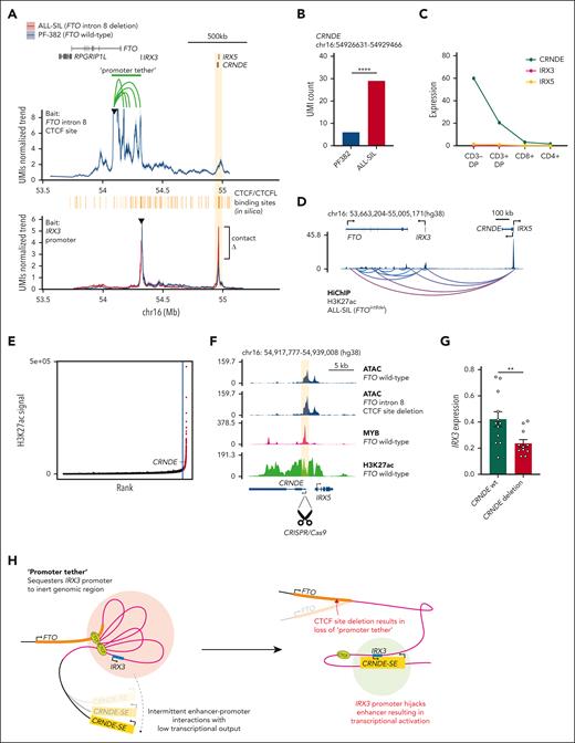 Transcriptional activation of IRX3 in T-ALL by loss of a promoter tether and enhancer hijack from the CRNDE locus. (A, top panel) UMI-4C contact profile generated by baiting the FTO intron 8 CTCF site in PF-382 (FTOwt) cells. A green bar highlights the contacts that form a promoter tether between IRX3 and FTO intron 8. (A, bottom panel) UMI-4C contact profile generated by baiting the IRX3 proximal promoter in the PF-382 (FTOwt) and ALL-SIL (FTOint8del) T-ALL cell line. CTCF/CTCFL-binding sites across the FTO, IRX3, and CRNDE/IRX5 locus were in silico predicted by HOCOMOCO v11. (B) UMI count of interactions between the IRX3 proximal promoter and the CRNDE locus (P = .0005; Fisher exact test; UMI4Cats analysis package). (C) Expression (FPKM) of CRNDE, IRX5, and IRX3 across T-cell subsets by RNA-seq from the Blueprint Epigenome Project, sample TH91. (D) ChIP-seq for H3K27 acetylation (NCBI GEO accession #GSM1816978) and E-P loops generated by HiChIP for H3K27 acetylation in the ALL-SIL (FTOint8del) T-ALL cell line about the FTO, IRX3, and CRNDE/IRX5 locus. Loops shown passed a q-value threshold of 0.01 at a bin size of 40 kb and were called by FitHiChIP. (E) Rank ordering of super-enhancers in the PF-382 (FTOwt) T-ALL cell line by using H3K27ac ChIP-seq (NCBI GEO accession #GSE76783). Red points indicate genomic regions classed as super-enhancers which includes the CRNDE locus. (F) ATAC-seq at the CRNDE/IRX5 locus in PF-382 (FTOwt) and PF-382 (FTO intron 8 CTCF site deleted) T-ALL cell lines, in addition to ChIP-seq for MYB (NCBI GEO accession #GSM2466687) and H3K27ac (NCBI GEO accession #GSM2037796) in PF-382 (FTOwt) T-ALL cells. Shaded box represents peak region targeted to disrupt the CRNDE super-enhancer by CRISPR/Cas9 excision. (G) Expression level of IRX3 mRNA as determined by qPCR from ALL-SIL (FTOint8del) T-ALL cell line after CRISPR/Cas9-mediated deletion of the CRNDE super-enhancer locus. (H) Proposed mechanism of action whereby promoter tethering of IRX3 to the relatively inert FTO intron 8 locus by CTCF binding allows infrequent E-P interactions and low transcriptional output. Subsequent focal deletion of this intronic CTCF site leads to loss of the promoter tether and enhancer hijack of the CRNDE super-enhancer. mRNA, messenger RNA.