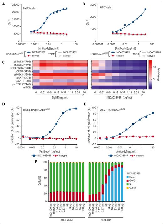 INCA033989 antagonizes mutCALR-induced oncogenic signaling. (A-B) INCA033989 cell-binding profile. Binding of INCA033989 or isotype to Ba/F3-TPOR or Ba/F3-TPOR/CALRdel52 (A) and UT-7-TPOR or UT-7-TPOR/CALRdel52 (B) cells was assessed by flow cytometry (see supplemental Methods for details). The data represent the GMFI of 3 independent experiments. (C) INCA033989 antagonizes mutCALR-induced oncogenic signaling. Ba/F3-TPOR/CALRdel52 cells treated with increasing concentrations of INCA033989, isotype, or vehicle for 4 hours were barcoded, stained with phospho-specific antibodies, and evaluated using flow cytometry. The heat maps show mean fluorescence intensity from n = 3 independent experiments. The color scale represents the fold change over untreated Ba/F3-TPOR cells (baseline). (D-E) INCA033989 antagonizes mutCALR-induced oncogenic cell proliferation. Ba/F3-TPOR/CALRdel52 (D) and UT-7-TPOR/CALRdel52 (E) cells were treated with INCA033989 or isotype for 72 hours and cell proliferation was assessed. Inhibition of cell proliferation was calculated after normalization to maximal (100%) inhibition achieved by cell treatment with 2 to 5 μM of ruxolitinib and no inhibition (0%) in isotype-treated cells. The data are representative of 3 independent experiments. (F) INCA033989 induces the death of mutCALR-positive cells. Ba/F3-EPOR/JAK2V617F and Ba/F3-TPOR/CALRdel52 cells were treated with INCA033989 or isotype for 48-hours pulse labeled with 5-bromo-2ʹ-deoxyuridine and stained with 7-Aminoactinomycin for cell cycle evaluation by flow cytometry (see supplemental Methods for details). Data represent the mean of triplicates ± SD and are representative of 2 independent experiments. AKT, protein kinase B; CREB, cyclic adenosine monophosphate responsive element binding protein; ERK, extracellular signal–regulated kinase; GMFI, geometric mean of fluorescence intensity; mTOR, mammalian target of rapamycin; SD, standard deviation.