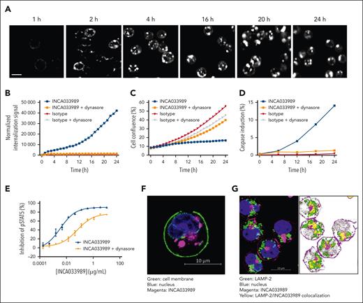 INCA033989 antagonistic effect is dependent on cell internalization. (A) Time-dependent binding of Alexa Fluor 647–INCA033989 to Ba/F3-TPOR/CALRdel52 cells, measured using high-content imaging. Representative images are shown at a 20× magnification. Scale bar = 10 μm. (B-D) Ba/F3-TPOR/CALRdel52 cells were preincubated for 10 minutes with dynasore or dimethyl sulfoxide (DMSO), followed by treatment with Fabfluor-labeled INCA033989 or -isotype for 24 hours (see supplemental Methods for further details). (B) Internalization rate of Fabfluor-pH sensitive–labeled antibodies over time. (C) Cell proliferation over time, calculated as the cell confluence. (D) Caspase induction over time. (E) Ba/F3-TPOR/CALRdel52 cells were treated with INCA033989 premixed with dynasore (inhibitor of dynamin-dependent endocytosis) or DMSO and incubated for 3 hours and levels of pSTAT5 were assessed by Meso Scale Discovery. Inhibition of pSTAT5 was calculated after normalization to the maximal (100%) inhibition achieved by the cell treatment with 6 μM of ruxolitinib and no inhibition (0%) in DMSO-treated cells. The data are representative of 3 independent experiments. (F) INCA033989 is internalized upon binding to mutCALR on the cell surface. Ba/F3-TPOR/CALRdel52 cells were treated with Alexa Fluor 647–INCA033989 for 18 hours and the microscopy images were evaluated. Green: cell membrane; blue: nucleus; magenta: INCA033989. (G) INCA033989 colocalizes with lysosomal markers upon internalization. Ba/F3-TPOR/CALRdel52 cells were pretreated with Alexa Fluor 647–INCA033989 for 2 hours on ice, followed by washing and additional incubation for 6 hours at 37°C. The lysosomal compartment was stained with anti-LAMP-2 and the cells were evaluated by microscopy. Green: LAMP-2; blue: nucleus; magenta: INCA033989; yellow: colocalization of LAMP-2 and INCA033989. LAMP-2, lysosome-associated membrane protein 2.