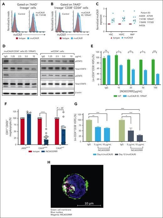 INCA033989 antagonizes mutCALR-induced oncogenic signaling and megakaryocyte differentiation in primary CD34+ patient cells. (A-C) A subpopulation of CD34+ cells isolated from mutCALR-positive patients with MF express mutCALR. (A) Representative flow cytometric analysis of the Lin– peripheral blood mononuclear cells from a healthy individual (control) or a CALRdel52 patient with MF (mutCALR). (B) Flow cytometric analysis of Lin–CD34+CD38– cells from a healthy individual (control) and a patient with MF (mutCALR). (C) Normalized mutCALR signal intensity in Lin–/CD34+/CD38–/CD45Ra–/CD90+ HSCs, Lin−/CD34+/CD38− HSPCs, and Lin−/CD34+/CD41+ MkPs from 7 patients with MF (mutCALR). (D) Western blot analysis of CD34+ cells isolated from a patient with MF (mutCALR) or from human cord blood from a healthy individual (wtCD34+) treated with different concentrations of INCA033989 or an IgG control (10 μg/mL). pSTAT3/5 expression was induced by TPO (50 ng/mL) in wtCD34+ cells. (E-G) CD34+ progenitor cells from a healthy individual (wt) or patients with MF carrying the JAK2V617F or CALR mutations were cultured in stem cell factor alone or the presence of the indicated concentrations of INCA033989 or control IgG (10 μg/mL) for 6 days. The impact of INCA033989 on CD34+-derived cell populations was assessed by flow cytometry. Significance was calculated using analysis of variance (ANOVA). ∗P < .05; ∗∗P < .01; ∗∗∗P < .001; ∗∗∗∗P < .000001. Percentages of wt and mutCALR Lin–/CD34+/CD38– HSPCs. (E) Representative data from cells from a single patient. (F) JAK2V617F (n = 5), CALRdel52 (n = 15), and CALRins5 (n = 9) megakaryocytes after treatment with 10 or 25 μg/mL of isotype or INCA033989. (G) Percentages of mutCALR Lin–/CD34+/CD38– HSPCs after 6 and 12 days of INCA033989 treatment. (H) INCA033989 is internalized upon the binding of mutCALR to the surface of primary CD34+ cells. CD34+ cells from a mutCALR-positive patient with MF were treated with 2 μg/mL of AF647-labeled INCA033989 for 18 hours, prepared for microscopy, and evaluated using the ZEN software suite. Green: cell membrane; blue: nucleus; magenta: INCA033989. Lin, lineage; MkP, megakaryocyte progenitor; ns, not significant.