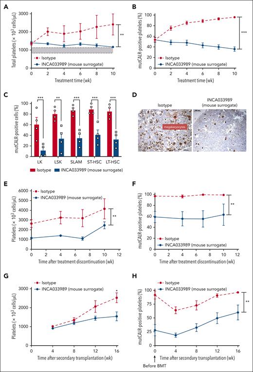 INCA033989 mouse surrogate induces hematologic and molecular effects in the blood and bone marrow by targeting disease-initiating stem cells. A preclinical mouse model with competitive transplantation using 20% of CALRdel52/del52 LoxP/SCL-Cre-ERT bone marrow cells and 80% of wt/GFP+ bone marrow cells. Two weeks after CALRdel52/del52 induction, blood parameters and chimerism were assessed, and the mice were randomized. Mice were treated with isotype or INCA033989 mouse surrogate (10 mg/kg) twice a week, and the hematologic and molecular responses were assessed every 2 weeks for 10 weeks. (A) Platelet counts measured in blood. The gray area depicts the normal range of platelet counts. Data are presented as mean ± SEM (n = 6 mice per group). Significance was calculated using a parametric t test with Welch correction. ∗∗P < .01. (B) mutCALR chimerism was monitored by flow cytometry in platelets (CD41+). Data are presented as mean ± SEM (n = 6 mice per group). Significance was calculated by parametric t test with Welch correction. ∗∗∗P < .001. (C-D) Bone marrow evaluation at 10 weeks after treatment initiation. (C) The bone marrow was analyzed for mutCALR chimerism in progenitors by flow cytometry using a GFP marker. Data are presented as the mean ± SEM (n = 4 mice per group). Significance was determined using 2-way ANOVA with the Tukey multiple comparison test. (D) Pictures represent the histopathological analyses of bone marrow from 1 out of 4 mice per group treated with isotype or INCA033989 mouse surrogate after von Willebrand factor staining. (E-F) Relapse study in mice treated with IgG or INCA033989 mouse surrogate for 10 weeks, in which treatment was discontinued during the following 10 weeks. Platelet counts (E) and proportion of mutCALR-positive platelets (F) are shown. Data are mean ± SEM (n = 4 mice per group). Significance was calculated by parametric t test with Welch correction. ∗∗P < .01. (G-H) Secondary engraftments were performed with bone marrow cells isolated from mice treated with IgG or INCA033989 mouse surrogate, and the platelet counts (G) and platelet chimerism (H) were followed without any treatment over 16 weeks. Data are presented as the mean ± SEM (n = 10 mice per group from 2 donor mice). Significance was calculated by parametric t test with Welch correction. ∗P < .05; ∗∗P < .01. BMT, bone marrow transplant; LK, Lin−Sca+; LSK, Lin−Sca+Kit+; LT-HSC, long-term HSC; SLAM, signaling lymphocyte activation molecule; ST-HSC, short-term HSC.