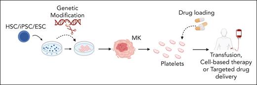 Proposed applications of in vitro-produced platelets. Stem cells (human-derived HSCs, iPSCs, and ESCs) are differentiated into MKs. During culture, stem cells or derived MKs can be genetically modified to modulate expression of key genes. Subsequently, native or genetically modified MKs may be used to generate platelets tailored for specific therapeutic purposes. The uses of these in vitro–derived platelets include cell-based therapies, transfusion medicine, and targeted drug delivery for a range of clinical issues including thrombocytopenia, ischemic and inflammatory conditions, enhanced tissue repair, and targeting processes in cancer development. ESCs, embryonic stem cells; HSCs, hematopoietic stem cells; iPSCs, induced pluripotent stem cells. Figure created with BioRender.com.