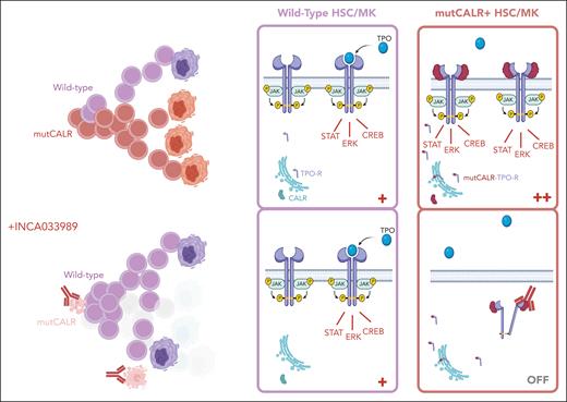 In healthy cells, CALR is an ER-resident chaperone protein, and the TPO-R requires cytokine binding to trigger activation of downstream signaling. In cells bearing an oncogenic CALR mutation (mutCALR), mutCALR protein loses its ER retention signal and binds to nascent TPO-R protein, forming a complex that travels to the cell surface, causing cytokine-independent receptor signaling in HSCs and MK lineage cells, resulting in a competitive advantage for the mutant HSC and its progeny. INCA033989 binds to the unique C-terminal tail of mutCALR protein, displayed on the surface of TPO-R–expressing cells (HSCs and MKs), and drives receptor internalization and inhibition of TPO-R signaling. The aim is to switch off the overactive signaling, deplete the mutCALR clone, and enable healthy hematopoiesis to recolonize. Figure created with biorender.com.