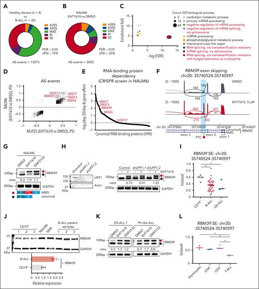 Identification of an alternatively spliced RBM39 transcript in ALL. (A) Pie chart showing differential splicing events in B-ALL (n = 35) vs normal human CD19+ B cells (n = 4). (B) Pie chart showing differential splicing events in NALM6 cells treated with DMSO or with EHT1610 (5 μM) for 4 hours. (C) GO analysis of overlapping differentially spliced genes between (B) and supplemental Figure 1A. (D) Scatter plot comparison of the differential splicing events analyzed in (B) and supplemental Figure 1A. Red gene names depict the top differentially spliced events. Transcripts presenting ΔPSI > 25% are shown. (E) Fold-change (day 20/day 4) in sgRNA abundance in pooled RBP-focused negative selection screen in NALM6 cells. Red dots indicate RBPs that are the top differentially spliced genes shown in (D). Each dot represents the average of all sgRNAs that targeted an RBP. (F) Sashimi plots depicting splicing and exon-exon junctions for an alternative splicing event in the RBM39 transcript in NALM6 cells treated with EHT1610 for 4 hours. The gene is shown along the horizontal axis. Thicker sections represent exons that code for protein sequence. Numbers over the lines that are connecting exons represent the number of reads mapped to that exon-exon junction. (G) NALM6 cells were treated with EHT1610 (5 μM) or GNF2133 (5 μM) for 4 hours. PCR reactions were performed for the detection of an RBM39 splicing event (upper). Schematic plot showing the detection of a PTC insertion between exon 2 and exon 3 of RBM39. Red and black dots represent the NMD and canonical isoforms, respectively (lower). (H) Western blot for UPF1 upon silencing of UPF1 (shUPF1.1 and shUPF1.2) in NALM6 cells (left). PCR reactions were performed for the detection of RBM39 splicing events in indicated cells with EHT1610 (1 μM) for 4 hours (right). (I) Inclusion level in normal human CD19+ B cells (n = 4) and B-ALL (n = 35) for the identical alternative spliced event in RBM39 transcript shown in (F). ∗P < .05. (J) Western blot analysis of RBM39 in CD19+ B cells from 3 different donors, ALL cell lines, and B-ALL PDX samples (upper). Quantification of the RBM39 protein normalized to GAPDH is shown (lower). (K) B-ALL PDX samples were treated with EHT1610 (5 μM) and GNF2133 (5 μM) for 4 hours. PCR reactions were performed for the detection of RBM39 splicing events. (L) Inclusion level in thymocytes (n = 3), CD4+ (n = 2), CD3+ (n = 3), and T-ALL (n = 3) for the identical alternative spliced event in the RBM39 transcript is shown in (F). ∗P < .05. Data were acquired from GSE139622.9A3SS, alternative 3′ splice sites; A5SS, alternative 5′ splice sites; AS, alternative splicing; FDR, false discovery rate; PSI, percent spliced in; PTC, premature stop codon; RI, intron retention.