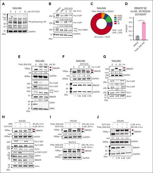 Pol II phosphorylation mediates cotranscriptional splicing of an RBM39 poison exon. (A) Western blot to detect changes in phosphorylated SR-rich proteins after treatment of NALM6 cells with increasing concentrations of EHT1610 for 8 hours. (B) Western blot analysis of extracts from NALM6 cells treated with DMSO, DRB (30 μM), and EHT1610 for 4 hours. IIo and IIa indicate hyperphosphorylated and hypophosphorylated CTD52, respectively. (C) Pie chart showing differential splicing events in NALM6 cells treated with DMSO when compared with those treated with THAL-SNS-032 (500 nM) for 8 hours. (D) The inclusion level in NALM6 cells treated with DMSO (n = 3) and THAL-SNS-032 (n = 3) for the identical alternative spliced event in RBM39 transcript shown in Figure 1F. ∗P < .05. (E) The NALM6 cells were treated with increasing doses of THAL-SNS-032 for 8 hours. PCR reactions were performed for the detection of RBM39 splicing events (upper), and western blot analysis of extracts were shown (lower). (F) NALM6 cells were treated with EHT1610 in a time-dependent manner. PCR reactions were performed for the detection of the RBM39 splicing event (upper), and western blot analysis of extracts were shown (lower). (G) NALM6 cells were treated with EHT1610 (4 μM) for 4 and 24 hours. PCR reactions were performed for detection of the RBM39 splicing event (upper), and western blot analysis of extracts are shown (lower). (H) NALM6 cells were treated with EHT1610 for 16 hours, followed by additional treatment of DRB for 4 hours. PCR reactions were performed for the detection of RBM39 splicing event (upper), and western blot analysis of extracts were shown (lower). (I) NALM6 cells (upper) or MUTZ-5 cells (lower) were treated with EHT1610 for 16 hours, followed by additional treatment with THAL-SNS-032 for 4 hours. PCR reactions were performed to detect the RBM39 splicing event. (J) NALM6 cells were treated with EHT1610, THAL-SNS-032 or a combination for 6 hours. PCR reactions were performed for the detection of an RBM39 splicing event (upper) and representative western blot analysis of 3 biological replicates of extracts are shown (lower).