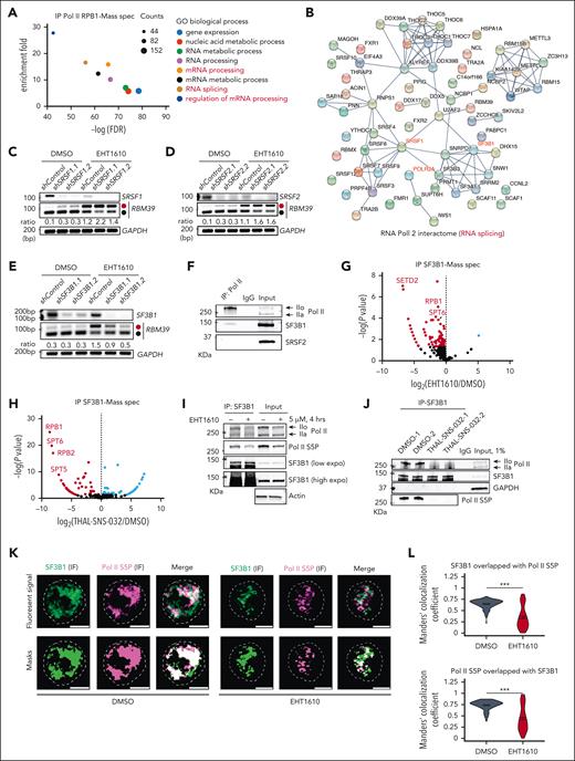 SF3B1 interacts with phosphorylated Pol II that regulates RBM39 poison exon inclusion. (A) GO analysis of the identified proteins from Pol II immunoprecipitation (IP)-mass spectrometry. Pathways with by -log (FDR) and enrichment >5 are shown. (B) Protein-protein interaction network of 66 RNA splicing proteins identified in the Pol II IP-mass spectrometry. (C-E) PCR analysis for RBM39 alternative splicing upon SRSF1 (with shSRSF1.1 and shSRSF1.2) (C), SRSF2 (with shSRSF2.1 and shSRSF2.2) (D), and of SF3B1 (with shSF3B1.1 and shSF3B1.2) (E) silencing in NALM6 cells. PCR reactions were performed for detection of RBM39 splicing event in indicated cells with EHT1610 (2 μM) treatment for 4 hours. (F) Western blot analysis following IP for Pol II in NALM6 cells. (G-H) The NALM6 cells were treated with DMSO, EHT1610 (5 μM), and THAL-SNS-032 (500 nM) for 4 hours, followed by SF3B1 IP-mass spectrometry. Scatter plot showing the differential proteins in comparison with DMSO and EHT1610 (G) or DMSO and THAL-SNS-032 (H). (I-J) Western blot analysis following IP for SF3B1 in NALM6 cells treated with EHT1610 (I) or THAL-SNS-032 (500 nM) (J) for 4 hours. (K-L) Immunofluorescence analysis of p-Ser5 Pol II and SF3B1 in NALM6 cells treated with DMSO or EHT1610 (5 μM) (K). Scale bars depict 5 microns. Quantification of Manders' colocalization coefficient values between SF3B1 and p-Ser5 Pol II Immunofluorescence signal (L) (See methods). ∗∗∗P < .001.