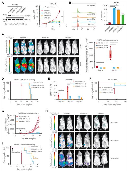 RBM39 is required for progression and maintenance of ALL. (A) Western blot for RBM39 (left) and the growth curves (right) from the inducible control hairpin RNA, shRBM39.a, shRBM39.b, and shRBM39.c expressing NALM6 cells with doxycycline treatment. (B) Annexin V staining of NALM6 cells that expressed either an inducible control short hairpin RNA or shRBM39 after 72 hours. A representative example (left) and quantification of Annexin V+ cells (n = 3, right; ∗P < .05) are shown. (C) Representative bioluminescence pictures of immunocompromised animals (left) that were transplanted with luciferase-expressing NALM6 cells that were previously transduced with a lentiviral vector expressing either a control hairpin RNA, shRBM39.1, or shRBM39.2, and selected using puromycin for a period of 3 days. Quantification of tumor growth by total flux in vivo (right). ∗P < .05. (D) Survival analysis of the immunocompromised mice that received a transplant of control hairpin RNA-, shRBM39.1-, or shRBM39.2-expressing NALM6 cells. The P value (∗P < .05) was calculated using a log-rank (Mantel-Cox) test. (E) Immunocompromised animals were transplanted with Ph-like ALL PDX cells that were previously transduced with a lentiviral vector expressing either a control hairpin RNA, shRBM39.1, or shRBM39.2, and selected using puromycin for a period of 3 days. Human CD19+ cells in peripheral blood (PB) were monitored to assess disease burden. ∗P < .05. (F) Survival analysis of immunocompromised mice transplanted with the control hairpin, shRBM39.1-, or shRBM39.2-expressing Ph-like ALL PDX cells. ∗P < .05. (G-H) The total flux from each day as indicated in immunocompromised animals that were transplanted with luciferase-expressing NALM6 cells that were previously transduced with a lentiviral vector expressing either a control hairpin RNA, shRBM39.a, or shRBM39.c (G). ∗P < .05. The relative bioluminescence intensity is shown for 3 representative mice per group on day 6 (before doxycycline administration), day 13, and day 20 (after doxycycline administration) (H). (I) Survival analysis of mice transplanted with control hairpin RNA, shRBM39.a, or shRBM39.c-expressing NALM6 cells. (∗P < .05).