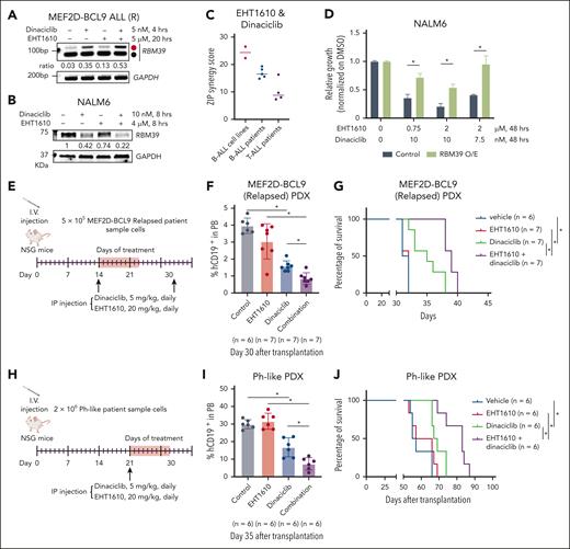 Targeting the poison exon of RBM39 with CMGC kinase inhibitors in ALL. (A) Relapsed MEF2D-BCL9 PDX cells were treated with EHT1610 (5 μM) for 16 hours, followed by additional treatment with dinaciclib (5 nM) for 4 hours. PCR reactions were performed for detection of the RBM39 splicing event. (B) Representative western blot analysis of 3 biologic replicates for RBM39 in NALM6 cells treated with dinaciclib, EHT1610, or the combination for 8 hours. (C) ZIP synergy score for EHT1610 and dinaciclib for 3 days in B-ALL cell lines, B-ALL PDX samples, and T-ALL PDX samples. (D) Cell viability assay for control or RBM39 O/E NALM6 cells treated with dinaciclib and EHT1610 for 72 hours (n = 2; ∗P < .05). (E-J) Schematic showing details of dinaciclib and EHT1610 treatment in relapsed MEF2D-BCL9 ALL (E) or Ph-like (H) ALL PDX models. Disease burden was monitored by assessing the human CD19+ cells in the peripheral blood (F, I). Survival analysis of relapsed MEF2D-BCL9 ALL (G) or Ph-like (J) ALL PDX. ∗P < .05. O/E, overexpression; ZIP, Zero interaction potency.