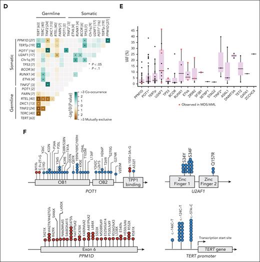 The genetic landscape of 207 patients with TBD. (A) An OncoPrint plot of somatic alterations detected in 207 patients with TBD based on patients’ clinical characteristics at the time of diagnosis or first visit. The number of mutations in each gene is shown on the left side of the graph. Most patients were symptomatic, but 35 patients were asymptomatic, including 2 who had isolated findings that did not meet the criteria for disease categories used in the study (isolated mucocutaneous findings and esophageal cancer). (B) The number of PGVs in TBD-related genes based on disease status. The frequency of mutations is also shown according to the affected gene. (C) CH in patients with TBD (n = 207). The top mutated genes and frequency of mutations, the type of mutation allelic transition, and the number of mutations per patient are shown in the figure. Somatic variants were primarily missense, median number of variants per patient was 1, and mutational signatures were mainly C→T/A. Clonal profiles were derived from symptomatic patients (only 1 asymptomatic patient had CH involving PPM1D and TERTp). (D) Somatic and germ line gene-gene interactions showing the mutually exclusive or co-occurring set of mutated genes. Significant interactions by the pair-wise Fisher exact test are depicted by asterisks (P < .05). Both somatic mutations and PGVs were found in POT1 and TINF2; POT1Δ and TINF2Δ refer to sets of somatic mutations in these genes. Genomic plots were generated using the Maftools package. (E) VAF of somatic mutations identified in PB. Boxes indicate VAF frequencies and ranges relative to each mutated gene. Centerline, median; box limits, upper and lower quartiles. PPM1D, TERTp, and POT1 mutations were mostly found at a median VAF of 1% (range, 0.5%-18%), 4% (range, 0.8%-32%), and 2% (range, 0.5%-39%), respectively. In contrast, U2AF1 and other MDS/AML-related mutations, mostly in splicing factors, were found at a median VAF of 11% (range, 0.8%-46%) and 4% (range, 0.5%-31%), respectively. Somatic mutations identified in patients with MDS/AML are highlighted in red. (F) Linear representations of signature CH genes mutated in our cohort. Blue and red circles represent missense and nonsense/frameshifts or splicing variants, respectively.