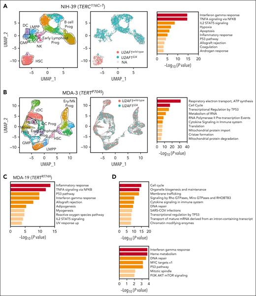 RNA-seq analyses in HSPCs from patients with TBD and somatic U2AF1S34 mutations. (A) UMAP plots of 5’ scRNA-seq analysis in CD34+ HSPCs isolated from NIH-39 harboring a germ line TERC r.116C>T mutation and a somatic U2AF1S34 mutation (n = 3912 cells). Each dot represents 1 cell. Different colors indicate cluster identity (left) and the U2AF1S34 mutational status (center). Pathway enrichment analysis of genes significantly downregulated in U2AF1S34 mutant HSPCs compared with U2AF1wild-type HSPCs (P adj ≤ .05). Hallmark gene sets are shown (right). Dotted lines indicate the annotated lineage clusters. (B) UMAP plots of the 3’ scRNA-seq analysis in CD34+ HSPCs isolated from an asymptomatic patient with TBD with a pathogenic TERT p.P704S germ line mutation (MDA-3) transduced with lentiviral vectors carrying the wild-type or mutant U2AF1 allele after in vitro culture for 3 days (n = 13 674 cells). Each dot represents 1 cell. Different colors indicate cluster identity (left) and the U2AF1 mutational status (middle). Pathway enrichment analysis of genes significantly downregulated in U2AF1S34-transduced HSCs compared with those in U2AF1wild type-transduced HSCs (P ≤.01). Reactome gene sets are shown (right). Dotted lines indicate the annotated lineage clusters. (C) Pathway enrichment analysis of genes significantly downregulated in U2AF1S34-transduced CD34+ cells compared with those in U2AF1wild type -transduced CD34+ cells from another asymptomatic patient with TBD with short telomeres harboring the TERT p.R774X pathogenic mutation (MDA-19). Cells were transduced with lentiviral vectors carrying the mutant or wild-type U2AF1 allele, and after in vitro culture for 3 days, bulk RNA-seq analysis was performed (P adj ≤ .001; fold change <1). Hallmark gene sets are shown. (D) Pathway enrichment analysis from bulk RNA-seq showing the genes that underwent aberrant exon skipping (top) and intron retention (bottom) in U2AF1S34 HSPCs compared with U2AF1wild type HSPCs from panel C (P adj ≤ .05). Reactome gene sets are shown. cDCs, classic dendritic cells; DCs, dendritic cells; Ery, erythroid; GMP, granulocytic-monocytic progenitors; LMPP, lymphoid-myeloid primed progenitors; Mk, megakaryocytic; Mono, monocytic; NK, natural killer cells; pDC, plasmacytoid dendritic cells; UMAP, uniform manifold approximation and projection.