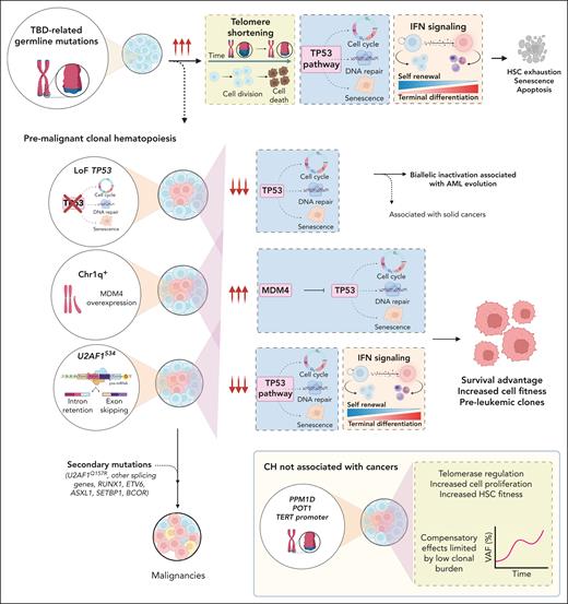 Distinct clonal profiles in TBDs as markers of progressive marrow failure and clonal evolution. PGVs in telomere maintenance genes cause TBDs with very short telomeres and aberrant TP53 and IFN signaling pathway activation in HSPCs, ultimately triggering HSPC senescence and apoptosis, which leads to HSC exhaustion and BMF. The clonal landscape of TBD, a marker of progressive BMF, highlights that telomerase impairment and aberrant TP53 and INF upregulation are key constraints of HSC fitness. Chr1q+ and U2AF1S34 and TP53 mutations are premalignant clonal events that increase the risk of developing hematologic malignancies mainly by suppressing TP53 pathway activation. U2AF1S34 (but not U2AF1Q157R mutations) and Chr1q+, initially compensatory and permissive of cell survival, were the main drivers of MDS/AML by ultimately allowing successive acquisition of preleukemic clonal events in other MDS-related genes. TP53 mutations were mostly associated with evolution to AML due to TP53 biallelic inactivation; these mutations are also associated with solid cancers. In contrast, PPM1D, POT1, and TERTp mutations are compensatory events that do not increase the risk of cancer development. Somatic POT1 and TERTp mutations likely overcome restricted HSC cell fitness caused by germ line TBD mutations by modulating telomerase activity and increasing cell proliferation. PPM1D mutations did not correlate with previous exposure to chemotherapies and may enhance HSCs’ competitive fitness and suppress the DNA damage response by TP53-negative regulation. The compensatory effects of these somatic mutations on hematopoiesis (eg, telomere lengthening or improved PB counts) may be limited by these mutations’ low clonal burden at the time of detection. INF, interferon; LoF, loss-of-function.