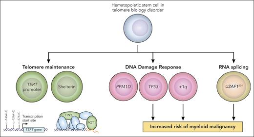 Pathways of CH in TBD. In the study by Gutierrez-Rodrigues et al, CH in patients with TBD was characterized by recurrent somatic mutations in genes related to telomere maintenance (green), DDR (pink), and RNA splicing (yellow). The authors found that mutations in TP53, gain of chromosome 1q, and U2AF1S34 were associated with an increased risk of progression to MDS and AML. Professional illustration by Patrick Lane, ScEYEnce Studios.