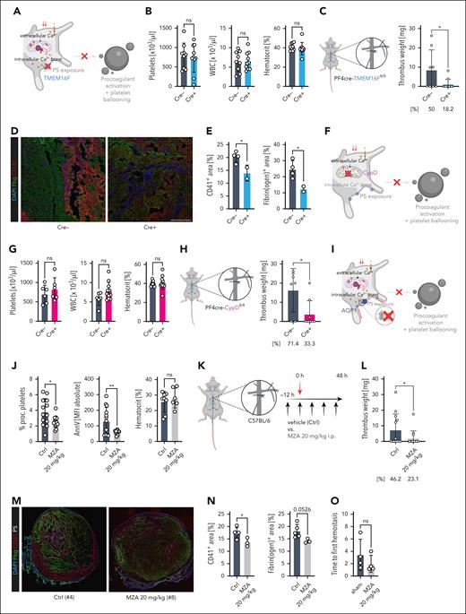 Genetic and pharmacologic inhibition of platelet PA alleviates venous thrombus formation. (A) Schematic of affected signaling pathways of platelet PA in PF4cre-TMEM16Ffl/fl mice. (B) Cell counts of peripheral blood for the indicated cell types and hematocrit quantification. Student t-test, 2-tailed, unpaired. (C) Experimental scheme of DVT in PF4cre-TMEM16Ffl/fl mice as well as thrombus weight (plotted) and incidence (percentage below graph) for n = 11 Cre– and n = 14 Cre+ PF4cre-TMEM16F mice. (D) Representative confocal image of IVC thrombi retrieved from Cre– or Cre+ mice. Scale bar = 100 μm. See supplemental Figure 5D-E for unstained examples of the same thrombi. (E) Quantification of PS-, CD41-, and Fbg-positive areas relative to total thrombus area. (F). Schematic of affected signaling pathways of platelet PA in PF4cre-CypDfl/fl mice. (G) Cell counts of peripheral blood for the indicated cell types and hematocrit quantification. (H) Experimental scheme of DVT in PF4cre-CypDfl/fl mice as well as thrombus weight (plotted) and incidence (percentage below graph) for n = 8 Cre– and n = 13 Cre+ PF4cre-CypD mice. (I) Schematic of affected signaling pathways of platelet PA in wild-type mice treated with the CA inhibitor methazolamide (MZA), which blocks aquaporin-1 (AQP-1)–mediated water influx into the ballooning platelet. (J) Flow cytometry–based measurement of percentage of procoagulant platelets and platelet MFIs for surface PS (measured through annexin V) in peripheral blood samples. Right: hematocrit measurements for mice from both experimental groups. (K) Experimental scheme of DVT and pharmacologic ablation of platelet PA using repetitive intraperitoneal injections of MZA in wild-type mice. (L) Thrombus weight in n = 14 vehicle- and n = 15 MZA-treated Bl6 mice. (M) Representative confocal image of IVC thrombi retrieved from vehicle- or MZA-treated mice. Scale bar = 500 μm. See supplemental Figure 6C for unstained controls. (N) Quantification of CD41- and Fbg-positive areas relative to total thrombus area. (O) Quantification of bleeding times of Bl6 mice undergoing tail section after pretreatment with vehicle or 20 mg/kg BW MZA. Unless otherwise stated, all statistical tests were Student t-test, 2-tailed, unpaired. P values corresponding to asterisks: ∗P < .05, ∗∗P < .01, ∗∗∗P < .005. For the schemes shown in A, F, and I, supplemental Figure 4A-B depicts a more detailed representation of signaling cascades implicated in platelet PA.