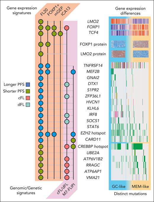Molecular features of the new FL COO subgroups. The mutation and gene expression features shared with FL20 and previous FL models/subgroups are summarized. Each circle indicates a gene/feature that is associated with the patient category or survival correlate indicated in the legend. The models based on gene or protein expression are FOXP1 positivity from Mottok et al,8 the mGEP signature from Silva et al,2 and the ICA13 signature from Huet et al.4 The models based on FL genetics are the M7-FLIPI from Pastore et al3 and the genomic model described by Dreval et al.6 The right-side portion of the illustration summarizes these features across the cohort analyzed by Laurent et al. Patients are arranged with those assigned to the GC-like subgroup on the left and the MEM-like patients on the right. Only genes reported by Laurent et al to be mutated more in GC-like or MEM-like FL are shown.
