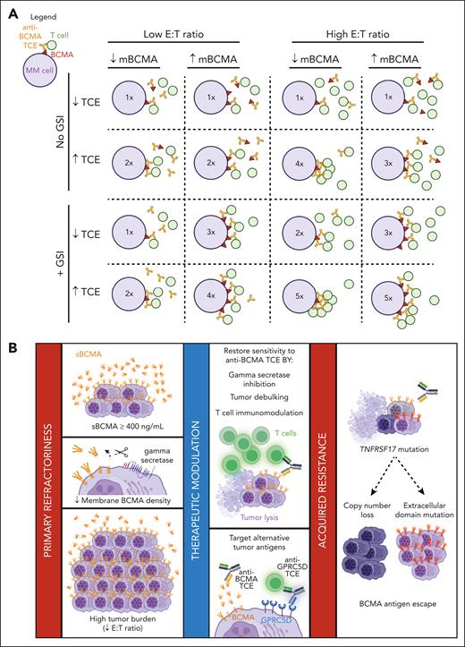 Schematic summary of the determinants of anti-BCMA TCE therapeutic response. (A) Anti-BCMA TCE cytotoxicity is dependent on the ratio of T-cell engagement per mBCMA molecules that is factorized by the combinatorial effect of sBCMA, mBCMA, E:T ratio, and TCE dosing. The figure is a representative schematic of the results of the experimental study in Figure 3H. Inset numbers in the circle (MM cell) represent the relative the degree of T-cell–mediated cytotoxicity, ranging from low (1×) to high (5×). (B) Summary of the determinants of anti-BCMA TCE therapeutic response. The collective effect of elevated sBCMA levels, reduced mBCMA expression, and high tumor burden (low E:T) attenuates anti-BCMA TCE efficacy and leads to primary refractory MM. Tumor sensitivity to anti-BCMA TCEs may be restored by the use of GSIs, reducing tumor bulk by other anti-MM agents or non-BCMA-targeting TCE or CAR T therapy, and by enhancing T-cell activity through immunomodulatory drugs. TCEs that target other antigens, such as GPRC5D, can also overcome the effect of high sBCMA, but not that of a high tumor burden. Acquired resistance to anti-BCMA TCE is caused by selective clonal expansion of BCMA antigen escape clones that have biallelic deletions of TNFRSF17 or mutations in the ECD of BCMA. Figure created with BioRender.com.