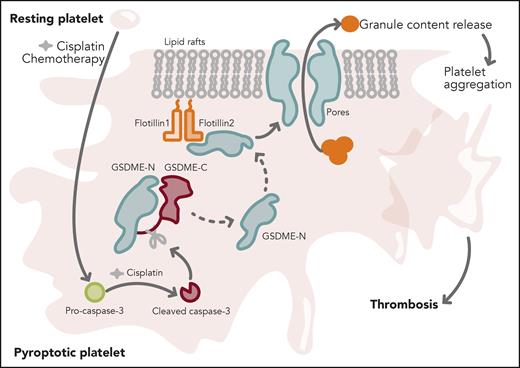 Chemotherapy (cisplatin) converts resting platelet into a pyroptotic state. Cisplatin triggers activation of caspase-3. Active caspase-3 cleaves full-length gasdermin E (GSDME) to generate GSDME–N-terminal and GSDME–C-terminal fragments. GSDME–N-terminal protein is recruited to the platelet lipid raft membrane via an interaction with flotillin-2. GSDME–N-terminal protein assembles into pores in the raft fraction and causes leakage of platelet granular contents. Increased platelet secretion triggers platelet aggregation and thrombosis. Professional illustration by Somersault18:24.
