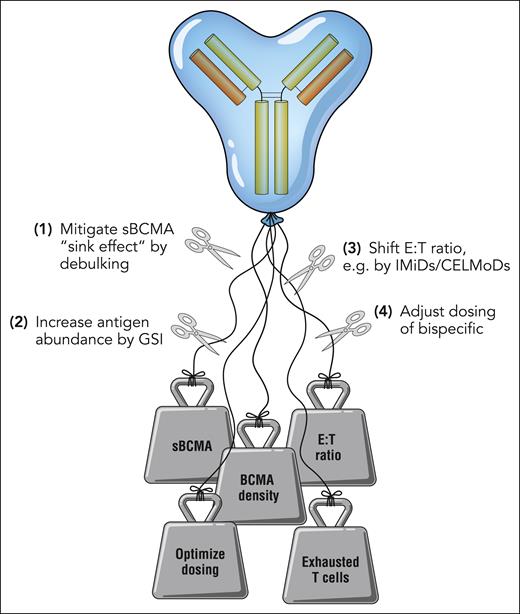 Determinants of primary resistance to BCMA bispecifics in multiple myeloma. High levels of sBCMA, low BCMA surface abundance, unfavorable E:T ratios, suboptimal dosing, and baseline T-cell exhaustion collectively mediate primary refractoriness to BCMA×CD3 antibodies but may be unleashed by therapeutic intervention. CELMoDs, cereblon E3 ligase modulatory drugs; GSI, γ-secretase inhibition; IMiDs, immunomodulatory drugs. Professional illustration by Somersault18:24.