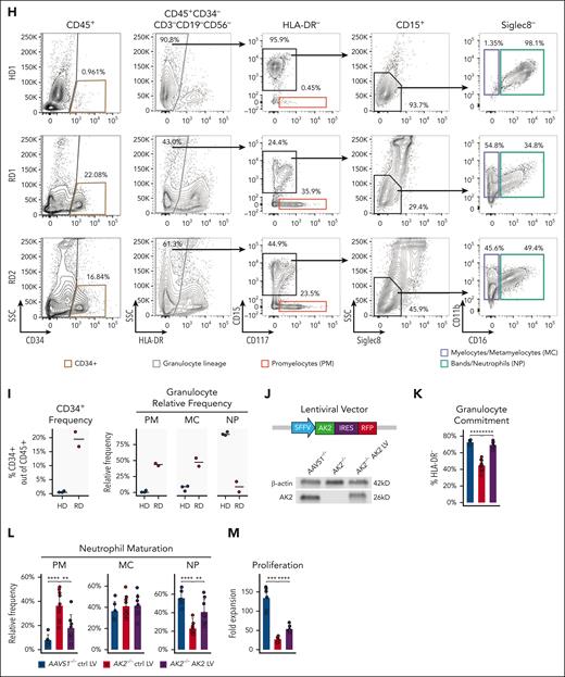 A novel AK2 deletion model in human HSPCs using CRISPR/Cas9 gene editing. (A) Design of biallelic AK2 knockout CRISPR/Cas9 model. AK2 guide RNA (gRNA) targets the LID domain. Two rAAV6 donors, containing left and right homologous arms (LHA and RHA) flanking the GFP and BFP reporters, respectively, are used as repair templates to introduce AK2 loss-of-function mutations following CRISRP/Cas9 DNA cutting at the gRNA targeting site. (B) Representative flow cytometry analysis showing that cells with biallelic AK2 insertions are enriched in the GFP+BFP+ fraction. Western blot analysis confirmed the absence of AK2 protein expression in GFP+BFP+AK2-edited HSPCs. (C) Representative flow cytometry analysis of AAVS1–/– and AK2–/– cells at day 7 of in vitro neutrophil (NP) differentiation. (D) Frequency of granulocyte lineage–committed (HLA-DR–) cells in AAVS1–/– and AK2–/– samples (n = 10 each), at day 7 of in vitro NP differentiation. (E) Relative frequencies of PMs, myelocytes (MCs), and NPs within the granulocyte-committed compartment in AAVS1–/– and AK2–/– cells (n = 10 each), at day 7 of in vitro NP differentiation. (F) Proliferation curves showing the fold expansion rate of AAVS1–/– and AK2–/– cells (n = 6 each) during NP differentiation. (G) Yield of PMs, MCs, and NPs of AAVS1–/– and AK2–/– cells (n = 9 each), at day 7 of in vitro NP differentiation. Here and onward, the yield of each cell type is calculated using the following formula: cell number fold change at day 7 of in vitro NP differentiation compared with day 0, multiplied by percentage of each cell type out of total live cells (determined by flow cytometry). (H) Representative flow cytometry analysis characterizing CD34+ HSPCs and granulocytic lineage in HD and RD bone marrow cells. (I) Frequency of CD34+ HSPCs and relative frequencies of PMs, MCs, and NPs within the granulocyte-committed compartment. Horizontal bars represent medians. HD, n = 3; RD, n = 2. Discrepancies between cell frequencies by scRNA-seq and flow cytometry analysis are due to NP drop-out analyzed on a droplet-based scRNA-seq platform. (J) Design of the AK2 overexpression lentiviral vector that drives the expression of a splice variant of AK2 and an emiRFP670 reporter under an SFFV promoter. AK2 expression level of AK2 LV transduced AK2–/– cells was determined by western blot analysis. (K-M) Frequency of granulocyte lineage–committed cells at day 7 of in vitro culture; PM, MC, and NP frequency; and proliferation rate in AAVS1–/– and AK2–/– HSPCs transduced with control or AK2-overexpressing lentiviral vectors, respectively. AAVS1–/– control (ctrl) LV, n = 6; AK2–/– ctrl LV, n = 10; AK2–/–AK2 LV, n = 8. For panels D-E,G,K-M, bar plots represent means ± standard deviations. For the panel F, line and ribbon plots represent means ± standard deviations. P values were determined by paired 2-tailed Student t test for panels D-G or unpaired 2-tailed Student t test for panel J-L. ∗.01 < P < .05; ∗∗.001 < P < .01; ∗∗∗.0001 < P < .001; ∗∗∗∗P < .0001.