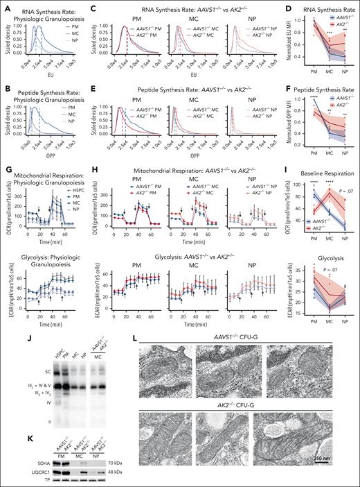 AK2-deficient cells upregulate anabolic pathways and ATP synthesis during late-stage granulopoiesis. (A-B) Representative flow cytometry analysis of 5-ethynyl uridine (A) and OP-puromycin (B) incorporation in AAVS1–/– control PMs, MCs, and NPs. (C) Representative flow cytometry analysis of 5’-ethynyl uridine incorporation in AAVS1–/– and AK2–/– PMs, MCs, and NPs. (D) Line and ribbon plot showing median fluorescence intensity (MFI) of 5-ethynyl uridine of AAVS1–/– and AK2–/– PMs, MCs, and NPs normalized to AAVS1–/– PMs (n = 5 each). (E) Representative flow cytometry analysis of OP-puromycin incorporation in AAVS1–/– and AK2–/– PMs, MCs, and NPs. (F) Line and ribbon plot showing MFI of OP-puromycin of AAVS1–/– and AK2–/– PMs, MCs and NPs normalized to AAVS1–/– PMs (n = 3 each). (G) Oxygen consumption rate (OCR) and extracellular acidification rate (ECAR) of unmanipulated HSPCs, PMs, MCs, and NPs, measured by Seahorse XFe96 extracellular flux analyzer. Arrows indicate injections of oligomycin, FCCP, and rotenone/antimycin A, respectively. HSPC, n = 8; PM, n = 10; MC, n = 10; NP, n = 10. (H) OCR and ECAR of AAVS1–/– and AK2–/– PMs, MCs, and NPs. Arrows indicate injections of oligomycin, FCCP, and rotenone/antimycin A, respectively. AAVS1–/– PM, n = 8; AAVS1–/– MC, n = 10; AAVS1–/– NP, n = 10; AK2–/– PM, n = 10; AK2–/– MC, n = 7; AK2–/– NP, n = 4. (I) Baseline respiration and glycolysis rates of AAVS1–/– and AK2–/– PMs, MCs and NPs. Same experiment and replicate numbers as in panel H. (J) Native gel and blot of ETC supercomplexes of isolated mitochondria from unmanipulated HSPCs, PMs, MCs, and NPs, as well as AAVS1–/– and AK2–/– MCs. (K) Western blot of succinate dehydrogenase complex flavoprotein subunit A (SDHA) (complex II) and ubiquinol-cytochrome C reductase core protein 1 (UQCRC1) (complex III) in AAVS1–/– and AK2–/– PMs, MCs, and NPs, normalized to total protein (TP). (L) Representative electron microscope images of mitochondria from AAVS1–/– and AK2–/– CFU-G colonies. For panels A-C,E, dotted lines indicate MFI. For panels G-H, line plots represent means ± standard deviations of OCR or ECAR measurements. For panels D,F,I, line and ribbon plots represent means ± standard deviations. P values were determined by paired 2-tailed Student t test for panels D,F or unpaired 2-tailed Student t test for panel I. ∗.01 < P < .05; ∗∗.001 < P < .01; ∗∗∗.0001 < P < .001; ∗∗∗∗P < .0001.