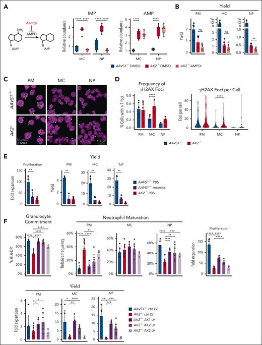 AK2 deficiency causes nucleotide imbalance and can be rescued by cytosolic AK1. (A) Relative abundance of IMP and AMP in 10 000 AAVS1–/– and AK2–/– cells at MC and NP stages, measured by LC-MS/MS. Statistical analysis was performed using the Omics Data Analyzer. ∗∗∗∗P < .0001. AMPD inhibitor treatment normalizes IMP levels in AK2–/– MCs and NPs but does not change AMP levels. (B) PM, MC, and NP yield of AAVS1–/– and AK2–/– cells treated with dimethyl sulfoxide (DMSO) or 20-μM AMPD inhibitor (AMPDi). AAVS1–/– DMSO, n = 5; AK2–/– DMSO, n = 6; AK2–/– AMPDi, n = 6. (C) Representative confocal images of nuclear (magenta) and γH2AX (cyan) staining of AAVS1–/– and AK2–/– PMs, MCs, and NPs. Asterisks denote cells with at least 1 γH2AX focus. (D) Quantification of cells with ≥1 γH2AX foci and frequency of γH2AX foci/cell. Number of independent experiments and cells quantified: AAVS1–/– PMs, 7 experiments, 148 cells; AAVS1–/– MCs, 5 experiments, 174 cells; 81 AAVS1–/– NPs, 3 experiments, 81 cells; AK2–/– PMs, 8 experiments, 133 cells; AK2–/– MCs, 4 experiments, 175 cells; AK2–/– NPs, 3 experiments, 116 cells. In the left panel, bar plots represent means ± standard deviations from each independent experiment. P values were determined by Fisher exact test. In the right panel, P values were determined by Wilcoxon test with Bonferroni correction. ∗∗∗∗P < .0001. (E) Proliferation and yield of AAVS1–/– and AK2–/– cells treated with phosphate-buffered saline (PBS) or 0.2-μM adenine. AAVS1–/– PBS, n = 4; AAVS1–/– adenine, n = 4; AK2–/– PBS, n = 7. (F) Frequency of granulocyte lineage–committed (HLA-DR–) cells at day 7 of in vitro NP differentiation, frequency of PMs, MCs, and NPs, proliferation rates, and yield of AAVS1–/– and AK2–/– HSPCs transduced with lentiviral (LV) vectors expressing AK1, AK2, AK3 or spGFP control. AAVS1–/– ctrl LV, n = 6; AK2–/– ctrl LV, n = 10; AK2–/– AK1 LV, n = 5; AK2–/– AK2 LV, n = 8; AK2–/– AK3 LV, n = 3. For panels B,E-F, bar plots represent means ± standard deviations. P values were determined by unpaired 2-tailed Student t test. ∗.01 < P < .05; ∗∗.001 < P < .01; ∗∗∗.0001 < P < .001; ∗∗∗∗P < .0001. PRPP, phosphoribosyl pyrophosphate.
