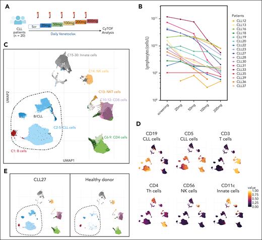 Mass cytometric analysis resolves CLL heterogeneity. (A) Schematic representation of the experimental strategy with PB samples from 20 patients with CLL collected at screening and during weekly venetoclax dose escalation. (B) Lymphocyte counts (cells per liter) during venetoclax dose escalation in each patient. (C) UMAP projection of PB cells (subsampling of 2000 cells per each sample) from patients with CLL (n = 18 VEN patients plus n = 2 VEN+IBR patients, 6 timepoints) and healthy donors colored by the following clusters: B cells (C1), CLL cells (C2-5), T cells (C6-C12), NK cells (C14), and myeloid cells (C15:C30). (D) UMAP plots colored by expression levels of the indicated markers used to identify the major immune cell populations. (E) UMAP plots of a patient with CLL (CLL27) and healthy donor with B/CLL clusters circled. IBR, ibrutinib; NKT, natural killer T; Scr, screening.