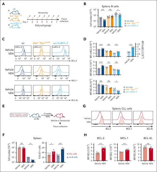 In vivo modeling demonstrates the elevation of BCL-2 in VENsurv cells in mice. (A) Schematic representation of the experimental strategy. wt, Bak–/–BaxΔcd23, and vav-huBcl-2 mice were treated daily with 100 mg/kg body weight venetoclax or vehicle (a mixture of 60% Phosal 50 propylene glycol, 30% polyethylene glycol 400, and 10% ethanol) for 1 week. (B) Absolute numbers of splenic B cells before and after venetoclax treatment in wt, Bak–/–BaxΔcd23, and vav-huBcl-2 mice. (C) Histograms of BCL-2, MCL-1, and BCL-XL protein in CD19+CD21+IgM+ B cells from wt, Bak–/–BaxΔcd23, or vav-huBcl-2 mice measured by flow cytometry after vehicle or venetoclax treatment. (D) Geometric mean (± SEM) of mBCL-2, huBCL-2, MCL-1, and BCL-XL protein levels in vehicle- and venetoclax-treated mice of the indicated genotypes. (E) Schematic representation of the Eμ-TCL-1 transgenic mice modeling of CLL cell response to venetoclax. Cohorts of C57BL/6 mice received 5 × 105Eμ-TCL-1 transgenic CLL cells from the same donor, and once they reached 80% leukemic burden in blood, they were treated with vehicle or venetoclax daily for 7 days. (F) Total splenic cell numbers and the proportions of Ki67+Eμ-TCL-1 transgenic CLL cells and wt B cells before and after treatment. (G) Histograms of BCL-2, MCL-1, and BCL-XL protein in CLL cells recovered from the spleen of mice treated with vehicle or venetoclax. (H) Quantification of BCL-2, MCL-1, and BCL-XL protein expression in CLL cells recovered from the spleen of mice treated with vehicle or venetoclax. Data from panels B-D are representative of 3 independent experiments with n = 2 to 5 mice per group. Data from panels F-H are representative of 3 independent experiments with n = 5 to 6 mice per group. For all bar graphs, the mean ± SEM are shown, and each symbol represents an individual mouse; Student 2-tailed t test was used. ∗P < .05; ∗∗P < .01; ∗∗∗P < .005; ∗∗∗∗P < .001. hBCL-2, human BCL-2; mBCL-2, murine BCL-2.