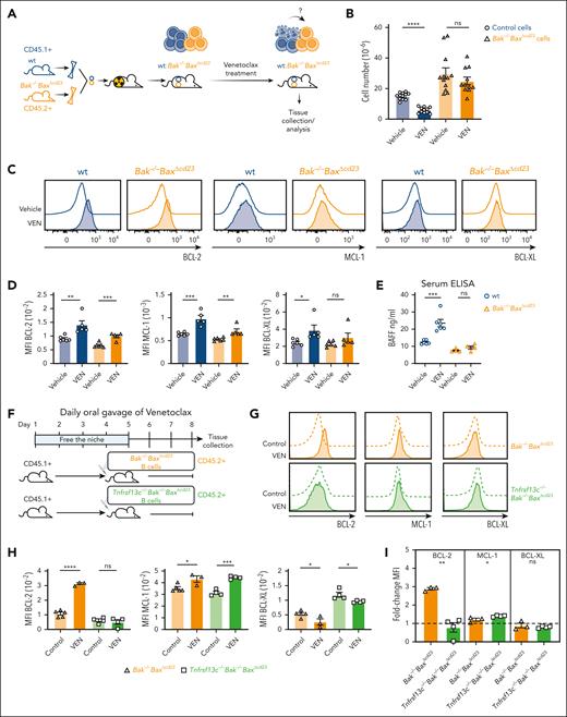 BAFF controls the homeostatic survival response to venetoclax treatment in B cells. (A) Schematic representation of hematopoietic chimeras reconstituted with a mixture of CD45.2+, Bak–/–BaxΔcd23, and CD45.1+ wt BM progenitors, followed by venetoclax treatment. (B) Total numbers of splenic B cells of Bak–/–BaxΔcd23 or wt origin recovered from vehicle- and venetoclax-treated chimeras. (C) Histograms of BCL-2, MCL-1, and BCL-XL staining gated on splenic B cells of wt or Bak–/–BaxΔcd23 origin recovered from the chimeric recipient mice treated with vehicle or venetoclax. (D) Geometric mean of BCL-2, MCL-1, and BCL-XL protein expression levels in splenic B cells of Bak–/–BaxΔcd23 or wt origin recovered from the vehicle- or venetoclax-treated chimeric recipient mice. (E) Serum BAFF from wt and Bak–/–BaxΔcd23 mice after 7-day treatment of venetoclax. Data are from 2 experiments with n = 2 to 3. (F) Schematic representation of the experimental design. Purified CD45.2+ C57BL/6 B cells from Bak–/–BaxΔcd23 or Tnfrsf13c–/–Bak–/–BaxΔcd23 mice were transferred into venetoclax-treated CD45.1+ C57BL/6 wt recipient mice, which were then maintained on daily venetoclax treatment before analysis. (G) Histograms of BCL-2, MCL-1, and BCL-XL protein expression in donor CD45.2+ B cells from unmanipulated control mice with the same genotype or from venetoclax treated recipients. (H) Geometric mean of BCL-2, MCL-1, and BCL-XL protein expression in Bak–/–BaxΔcd23 and Tnfrsf13c–/–Bak–/–BaxΔcd23 B cells from control (untreated) recipient mice or from venetoclax-treated recipient mice as indicated in (F), measured by flow cytometry. (I) Fold change in BCL-2, MCL-1, and BCL-XL protein levels in Bak–/–BaxΔcd23 and Tnfrsf13c–/–Bak–/–BaxΔcd23 B cells in venetoclax-treated mice. The data are expressed relative to the MFI in B cells recovered from unmanipulated control mice of the same genotype. Data from panels B-H are representative of 3 independent experiments with n = 3 to 6 mice per group. For all bar graphs, the mean ± SEM are shown and each symbol represents an individual mouse; Student 2-tailed t test was used. ∗P < .05; ∗∗P < .01; ∗∗∗P < .005; ∗∗∗∗P < .001. ELISA, enzyme-linked immunosorbent assay; MFI, mean fluorescence intensity.