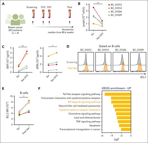 Healthy human B cells undergoing venetoclax treatment have increased BCL-2 expression. (A) Schematic representation of the study design. PB samples from 4 breast cancer patients were collected at screening and during venetoclax treatment (all patients received 800 mg venetoclax). (B) Change in lymphocyte concentration (cells per μL) during venetoclax treatment in each patient after 31 days of treatment. (C) Concentrations of BAFF and APRIL (pg/mL) detected in the serum samples of the breast cancer patients using a Luminex assay at screening and 15 days after venetoclax treatment. (D) Histograms of BCL-2 protein expression by flow cytometry in B cells in patients before and after venetoclax treatment (BC_01013 after 201.7 weeks, BC_01014 after 61.1 weeks, BC_01026 after 67.4 weeks, BC_01029 after 112.1 weeks). (E) Geometric mean of the BCL-2 levels of B cells in 4 patients. (F) KEGG enrichments analysis of differentially expressed genes in single-cell cellular indexing of transcriptomes and epitopes sequencing data from 5 paired samples under long-term venetoclax treatment. Student 2-tailed paired t test was used to calculate P values. ∗P < .05; ∗∗P < .01. APRIL, a proliferation-inducing ligand (also known as TNFSF13); KEGG, Kyoto Encyclopedia of Genes and Genomes; TNF, tumor necrosis factor.