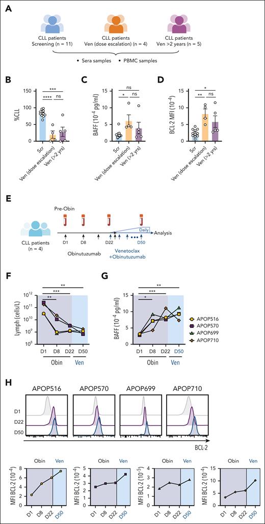 Increase in serum BAFF levels correlates with BCL-2 upregulation in CLL cells in patients undergoing targeted therapies. (A) Schematic representation of the patient groups sampled before or after venetoclax treatment. (B) CLL burden (proportion of lymphocytes) for each patient at collection. (C) Concentration (pg/mL) of serum BAFF. (D) MFI of BCL-2 in CLL cells from each patient. (E) Schematic representation of the study design. PB samples from 3 patients with CLL were collected at screening and during obinutuzumab and venetoclax dose escalation. Patients received IV infusion of obinutuzumab on days 1/2 (first 1000 mg dose divided over 2 days 100/900 mg), 8 (1000 mg), 15 (1000 mg), and 29 (1000 mg). Venetoclax was introduced at 20 mg daily on day 22 and increased weekly (20, 50, 100, 200, 400 mg). (F) Change in lymphocyte concentrations (cells per liter) during obinutuzumab and venetoclax treatment in each patient. (G) Concentration (pg/mL) of BAFF detected in the serum samples of the patients with CLL using a Luminex assay. (H) Histograms (top panel) and MFI (lower panel) of BCL-2 protein expression in CLL cells in each patient at the indicated time points. For panels B-D, the mean ± SEM are shown and each symbol represents a measurement from an individual sample; Student 2-tailed t test was used. ∗P < .05; ∗∗P < .01; ∗∗∗P < .005; ∗∗∗∗P < .001. Obin, obinutuzumab; PBMC, peripheral blood mononuclear cell.