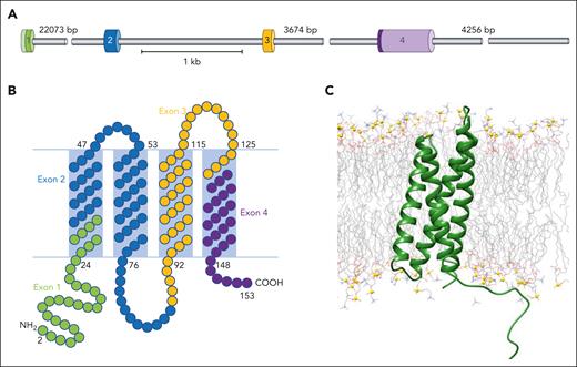 MAL gene and Mal protein organization. (A) Representation of MAL gene showing the 4 coding exons represented by different colored cylinders. (B) Schematic showing Mal protein organization in the membrane, with 2 predicted external loops. Amino acids are color-coded according to the exon that encodes them (exon 1, green; exon 2, blue; exon 3, orange; exon 4, purple). (C) All-atom explicit solvent molecular dynamics calculation of modeled Mal protein, depicting membrane insertion. Mal protein is depicted in green cartoon representation, whereas the lipid components are shown as wire representation colored by atom type. The solvent has been omitted for clarity. Phosphate atoms are represented as gold balls for orientation of the membrane leaflet.