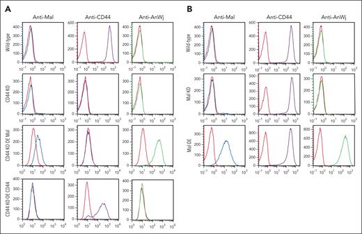 CD44 is neither sufficient nor required for the expression of AnWj antigen, and CD44 expression is not affected by lack of Mal protein. (A) Flow cytometry with anti-Mal (ab167374), anti-CD44 (BRIC222), and anti-AnWj (H86) on wild-type BEL-A cells (top row), CD44 KO BEL-A cells (second row), and CD44 KO BEL-A cells overexpressing either Mal or CD44. Wild-type BEL-A cells express CD44, which is abolished in the CD44 KO BEL-A cells. Overexpression of Mal in CD44 KO BEL-A cells results in detectable expression of Mal and AnWj antigen, which is not observed in either wild-type, CD44 KO, or CD44 KO BEL-A cells rescued by overexpression of CD44. (B) Flow cytometry with anti-Mal (ab167374), anti-CD44 (BRIC222), and anti-AnWj (H86) on wild-type BEL-A cells (top row), Mal KO BEL-A cells (second row), and BEL-A cells overexpressing Mal (row 3). CD44 expression is not altered by either KO or OE of Mal protein. OE, overexpression.