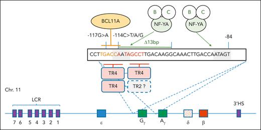 The model shows the sequence motifs and DNA-binding proteins that mediate transcriptional regulation of HBG1 and HBG2. Organization of the human β-globin locus on chromosome 11 is at the bottom, with the 5 functional genes color coded by site of expression in the yolk sac (ε), fetal liver (Gγ and Aγ), and adult bone marrow (δ and β) (not to scale). The presence of the 3′ HS site and the core HS sites within the LCR are shown as purple boxes. The 2 CCAAT boxes are shaded, and binding to them by the NF-Y complex (A, B, and C components) is indicated. BCL11A binds to the TGACC motif highlighted in orange, and TR4 (as homo- or heterodimers with other steroid hormone receptors) binds to the DR1 sequence, which is underlined and highlighted with red/orange text. The positions of the −117 and −114 and Δ13 hereditary persistence of fetal hemoglobin mutations are indicated. NF-YA, nuclear factor Y, component A.