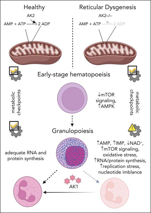 Mechanism of diminished granulopoiesis in AK2-deficient hematopoietic stem and progenitor cells. ATP, adenosine triphosphate; ADP, adenosine diphosphate; AMPK, AMP-activated kinase; mTOR, mammalian target of rapamycin; IMP, inosine monophosphate; NAD+, nicotinamide adenine dinucleotide.