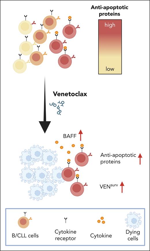 Venetoclax treatment effectively reduces all CLL subpopulations; however, it simultaneously triggers a rapid upregulation of antiapoptotic proteins, including BCL-2, BCL-XL, and MCL-1, in the surviving cells, thereby diminishing their sensitivity to the drug. This upregulation of antiapoptotic proteins is dependent on a significant depletion of CLL cells and requires access to the B-cell cytokine BAFF. These findings suggest that the sensitivity of CLL cells to venetoclax is mediated by a cytokine-dependent mechanism, highlighting the importance of targeting cytokine signals to enhance therapeutic efficacy. Created with BioRender.com.