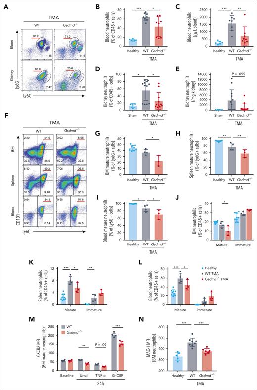 Neutrophil recruitment and maturation are impaired in Gsdmd−/− mice with focal TMA. (A) Representative gating of flow cytometric analysis for the quantification of neutrophils (CD45+ CD11b+ Ly6G+) and monocytes (CD45+ CD11b+ Ly6C+) in blood and kidney from WT and knockout (Gsdmd−/−) mice with focal TMA (24 hours). (B-C) Percentage of neutrophils among CD45+ cells (B) and their absolute number (C) in the blood from healthy mice (n = 6) and focal TMA mice (WT: n = 8, Gsdmd−/−: n = 8). (D-E) Percentage of neutrophils among CD45+ cells (D) and their absolute number (E) in sham (n = 4) and TMA kidneys from WT (n = 12) and Gsdmd−/− (n = 11) mice. (F) Representative gating of flow cytometric analysis for the quantification of mature (CD45+ CD11b+ Ly6G+ CD101+) and immature (CD45+ CD11b+ Ly6G+ CD101−) neutrophils in the bone marrow, spleen, and blood from WT and Gsdmd−/− mice with focal TMA. (G-I) Percentage of mature neutrophils among CD45+ CD11b+ Ly6G+ neutrophils in the bone marrow (G), spleen (H), and blood (I) from healthy mice (n = 9) and focal TMA mice (WT: n = 4, Gsdmd−/−: n = 3). (J-L) Percentage of mature and immature neutrophils among CD45+ cells in the bone marrow (J), spleen (K), and blood (L) from healthy mice (n = 9) and focal TMA mice (WT: n = 4, Gsdmd−/−: n = 3). (M) Bone marrow cells isolated from WT and Gsdmd−/− healthy mice were incubated for 24 hours with or without granulocyte colony–stimulating factor (G-CSF; 100 ng/mL) or tumor necrosis factor alpha (TNFα; 20 ng/mL). The expression levels of CXCR2 in mature neutrophils (Ly6G+ CD101+) were quantified as mean fluorescence intensity (MFI) using flow cytometry. Data are representative of 3 independent experiments. (N) Expression levels of β2 integrin MAC-1 in bone marrow neutrophils from healthy mice (n = 5) and focal TMA mice (WT: n = 8, Gsdmd−/−: n = 7), shown as MFI quantified by flow cytometry. The data represent mean ± SD. ∗P < .05, ∗∗P < .01, and ∗∗∗P < .001 using 1-way ANOVA with Tukey post hoc test for panels B-E,G-I,N or 2-way ANOVA with Bonferroni multiple comparisons test for panels J-M.