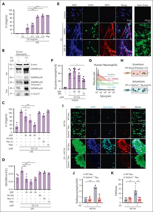 DSF inhibits CC–induced neutrophil pyroptosis in human neutrophils. (A) Human neutrophils were primed with LPS for 2 hours, then stimulated with CC or nigericin (10 μM) for 3 hours under shaking conditions. Cell-free supernatants were collected for IL-1β ELISA. (B) Human neutrophils were primed with LPS for 2 hours and stimulated with or without CC (1 mg/mL) for 3 hours under shaking conditions. Cell-free supernatants and cell lysates from the 3 wells were combined for each condition and collected for immunoblot analysis of GSDMD and IL-1β. β-actin was used as a loading control. (C-D) Human neutrophils were primed with LPS for 2 hours. After pretreatment with DSF, VX-765, necrostatin-1s (Nec-1s), and necrosulfonamide (NSA), cells were stimulated with CC (1 mg/mL) for 3 hours under shaking conditions. Cell-free supernatants were collected for the IL-1β ELISA (C) and lactate dehydrogenase (LDH) assay (D). (E) Representative immunofluorescent and live images of NETs. Human neutrophils were incubated on CC-precoated slides for 4 hours, with or without DSF or dimethyl sulfoxide (DMSO) treatment. NETs were visualized by immunofluorescent images, stained with CitH3 (green), myeloperoxidase (MPO, red), and DAPI (blue), and live cell images were stained with SG (green). (F) Human neutrophils were primed with CXCL8. After pretreatment with DSF, diphenyleneiodonium chloride (DPI), or DMSO, cells were stimulated with CC (0.6 mg/mL) for 3 hours under shaking conditions. Cells were stained with SG for flow cytometric analysis. (G) Representative histogram of SG-positive neutrophils. (H) Heparinized whole blood samples from WT mice were perfused over the collagen-coated surface at 1000 s−1 in the presence or absence of CC using a flow chamber system. In the second-step flow chamber assay, RedDeep Tracker-fluorescently labeled WT and Gsdmd−/− bone marrow neutrophils were perfused over platelet-rich thrombi through the chamber at 500 s−1. (I) Platelets and neutrophils were stained with anti-CD41 (green), RedDeep (cyan), and CitH3 (red) antibodies, and visualized using immunofluorescence confocal microscopy. Nuclei were stained with DAPI (blue). (J-K) Quantification of the ratio between CD41 (platelet marker) and RedDeep-neutrophils (J) and CitH3 signals (K) (n = 4 per group). Scale bars: for panel E, 20 μm (immunofluorescent images) and 100 μm (live images), for panel I, 10 μm. The data represent mean ± standard error of the mean (SEM) for panels A,C-D,F or SD for panels J-K. ∗P < .05, ∗∗P < .01, and ∗∗∗P < .001 using 1-way ANOVA with Dunnett multiple comparisons test for panels A,C-D,F), or 2-way ANOVA with Bonferroni multiple comparisons test for panels J-K. Data are representative of at least 2 independent experiments.