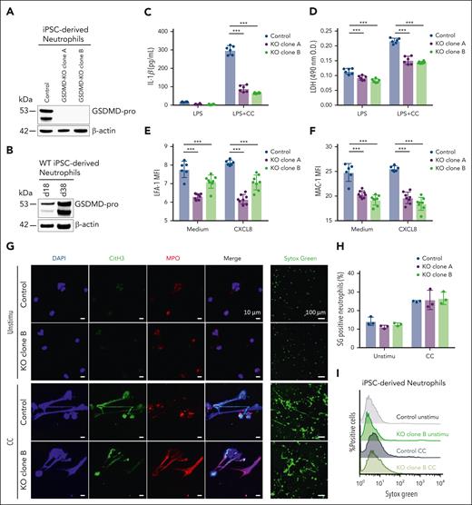 GSDMD–deficient, iPSC–derived human neutrophils resist CC–induced pyroptosis and β2-integrin activation. (A) Immunoblot analysis of GSDMD in iPSC-derived neutrophils, performed on control and 2 distinct GSDMD-knockout clones. β-actin was used as a loading control. (B) Immunoblot analysis of GSDMD in control iPSC-derived neutrophils cultured at day 18 (undifferentiated time point) and day 38 (differentiated time point). (C-D) iPSC-derived neutrophils were primed with LPS for 4 hours, followed by stimulation with CC (1.5 mg/mL) for 3 hours under shaking conditions. Cell-free supernatants were collected for IL-1β ELISA (C) and LDH assay (D). (E-F) iPSC-derived neutrophils were stimulated with or without CXCL8 (100 ng/mL) for 10 minutes. Surface expression levels of β2 integrins lymphocyte function–associated antigen 1 (E) and MAC-1 (F) were quantified as the MFI using flow cytometry. (G) Representative immunofluorescent and live images of NETs. iPSC-derived neutrophils were incubated on CC-precoated slides for 4 hours. NETs were visualized by immunofluorescent images, stained with CitH3 (green), MPO (red), and DAPI (blue), and by live cell images stained with SG (green). (H) iPSC-derived neutrophils were primed with CXCL8 and then stimulated with CC (1.0 mg/mL) for 3 hours under shaking conditions. The cells were stained with SG for flow cytometric analysis. (I) Representative histogram of SG-positive iPSC-derived neutrophils. Scale bars: for panel G, 10 μm (immunofluorescent images) and 100 μm (live images). The data represent mean ± SEM. ∗∗∗P < .001 using 2-way ANOVA with Dunnett multiple comparisons test. Data are representative of 4 to 5 independent experiments.