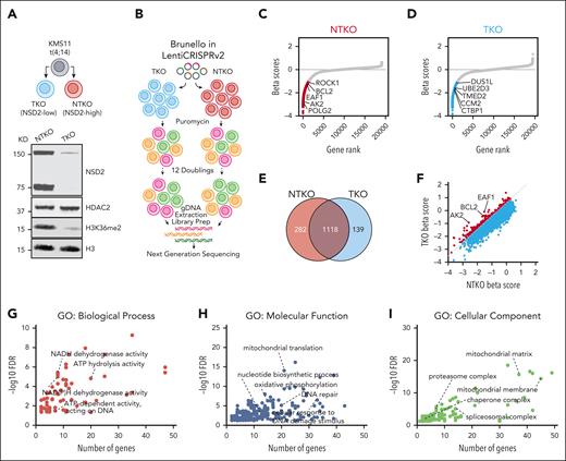 NSD2 overexpression drives metabolic dependencies in MM. (A) Immunoblot analysis confirming the decrease in NSD2 levels and H3K36me2 levels in TKO compared to NTKO isogenic MM cells derived from KMS11. (B) Workflow of genome wide CRISPR screening in NTKO and TKO MM cells. (C-D) MAGeCK-generated gene essentiality (Beta) scores plotted vs gene ranks. Essential genes for NTKO and TKO cells (MAGeCK FDR < 0.1) are indicated in red and blue, respectively. (E) Venn diagram showing common and differentially essential genes between NTKO and TKO cells. (F) Scatter plot of NTKO and TKO Beta scores. Genes that are more essential for NTKO cells (difference in Beta scores > 0.5; FDR < 0.1) are shown in red. (G-I) ShinyGO gene ontology (GO) analyses of the 282 genes defined to be more essential in NTKO than TKO cells. FDRs of the significant GO terms are plotted against the corresponding number of gene hits in each term.